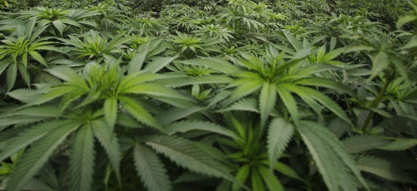 Ron Paul Bill Would End Federal War On Marijuana The Atlantic